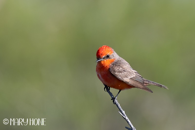 Vermilion Flycatcher - ML551479241