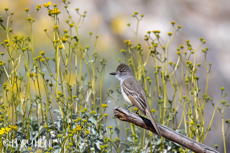 Ash-throated Flycatcher - ML551479261