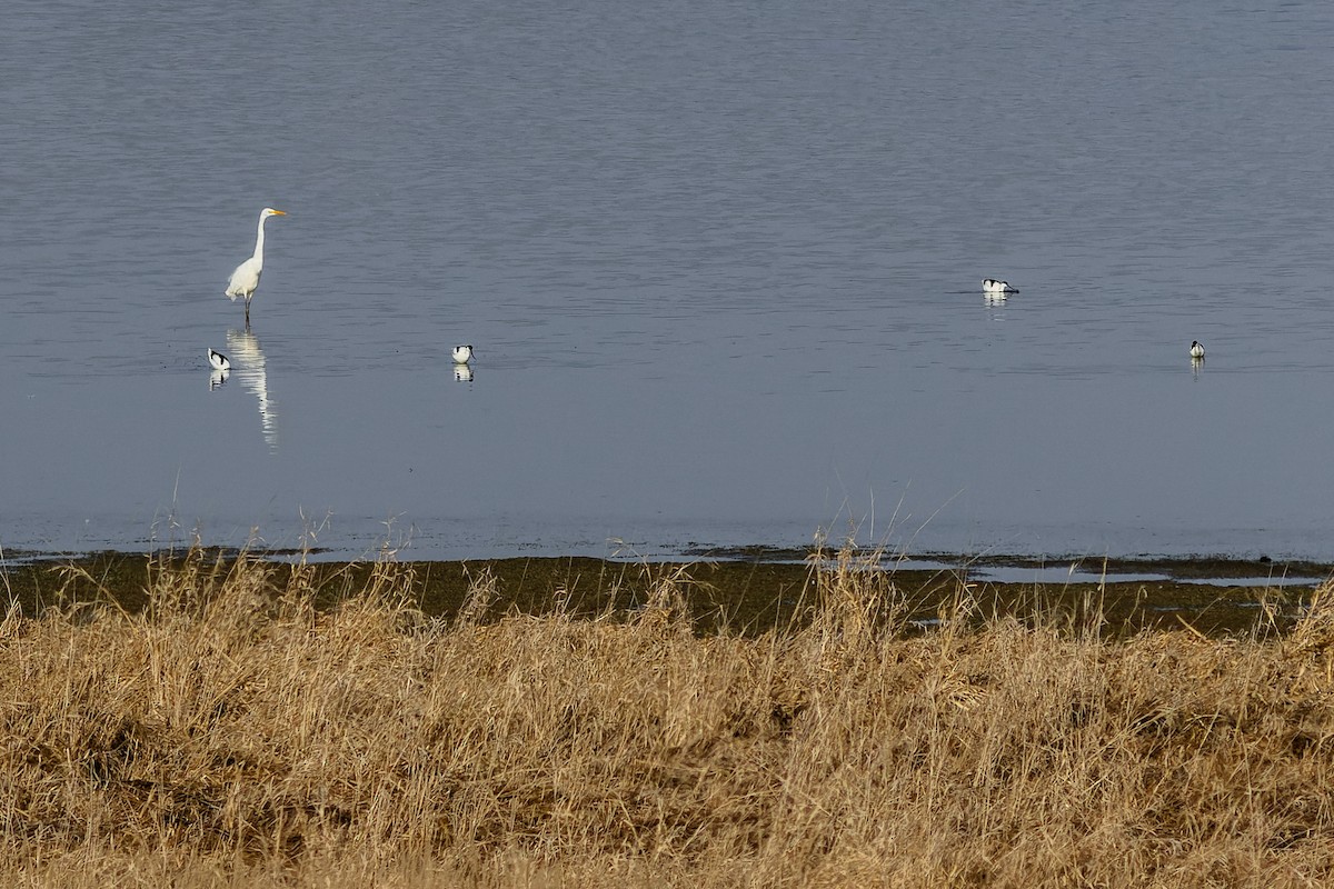 Pied Avocet - ML551479361