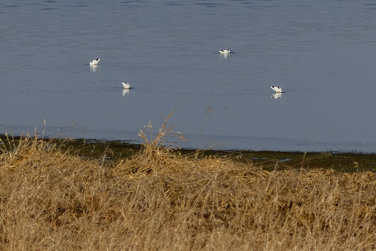 Pied Avocet - ML551479541