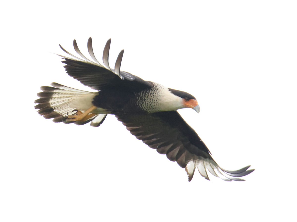 Crested Caracara - Juan Aguayo