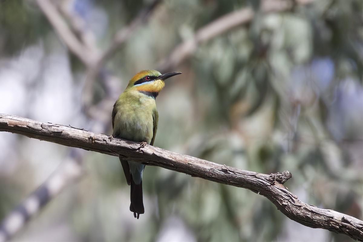 Rainbow Bee-eater - ML551480031