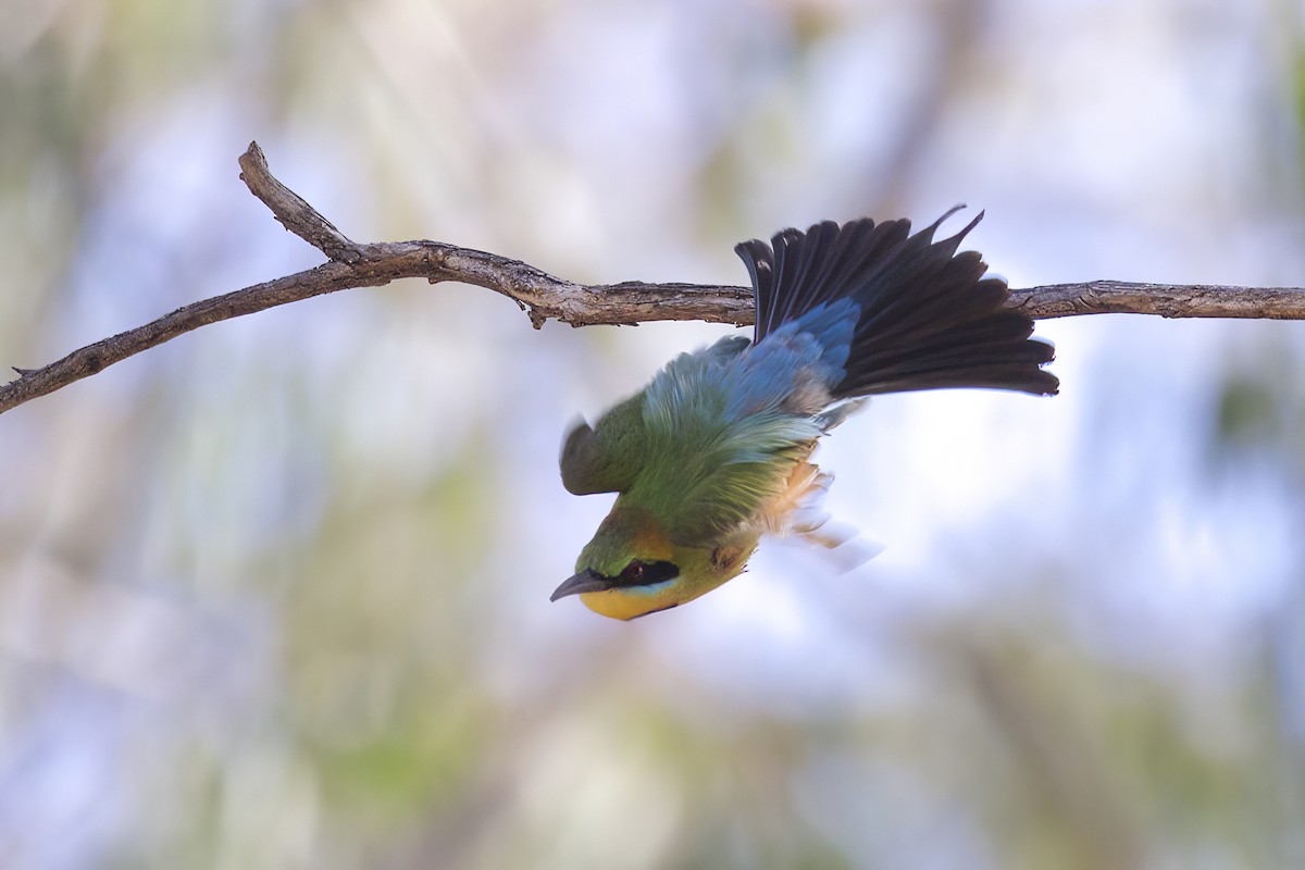 Rainbow Bee-eater - ML551480171