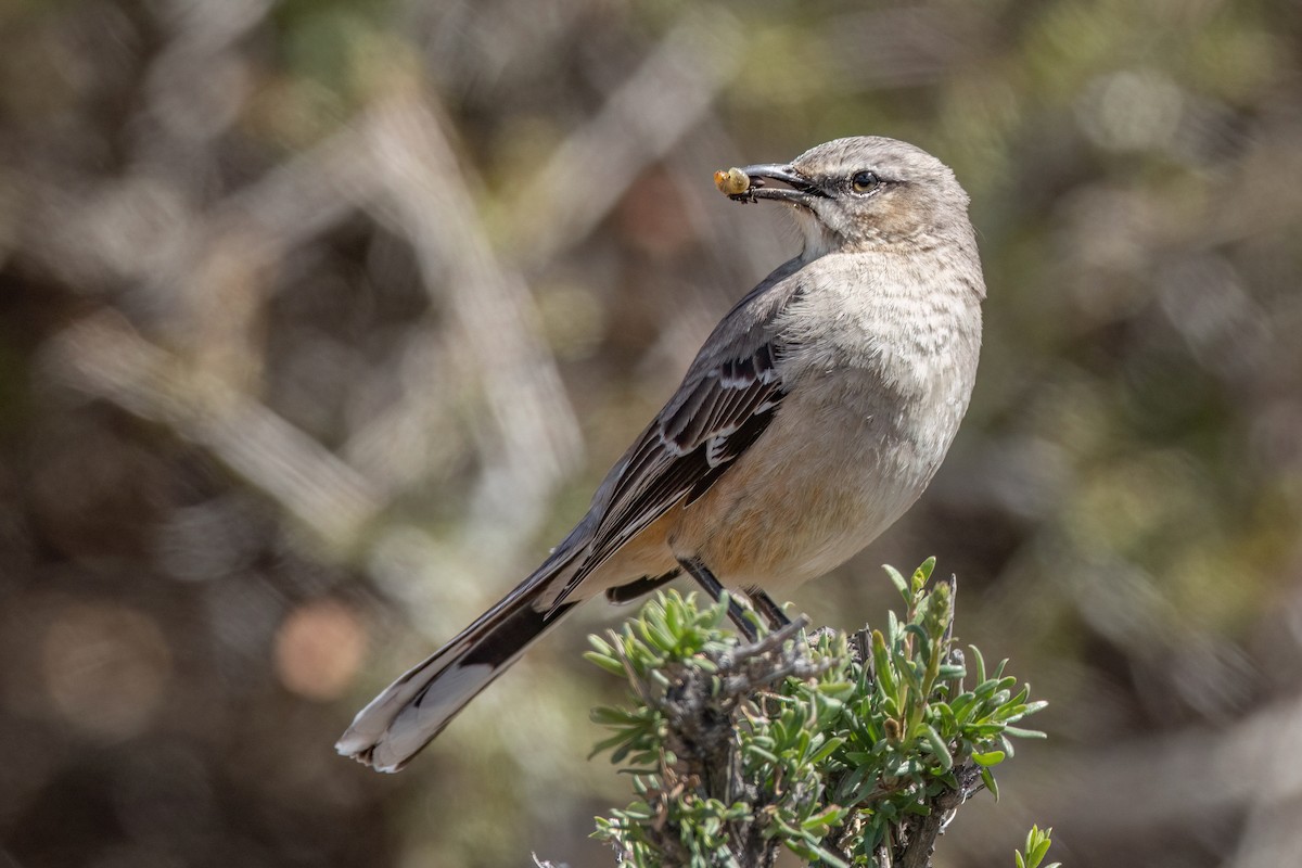 Patagonian Mockingbird - Chris Venetz | Ornis Birding Expeditions