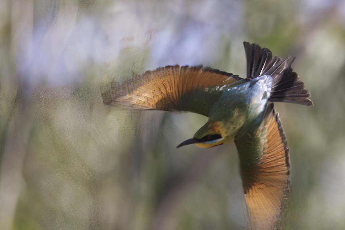 Rainbow Bee-eater - ML551480231