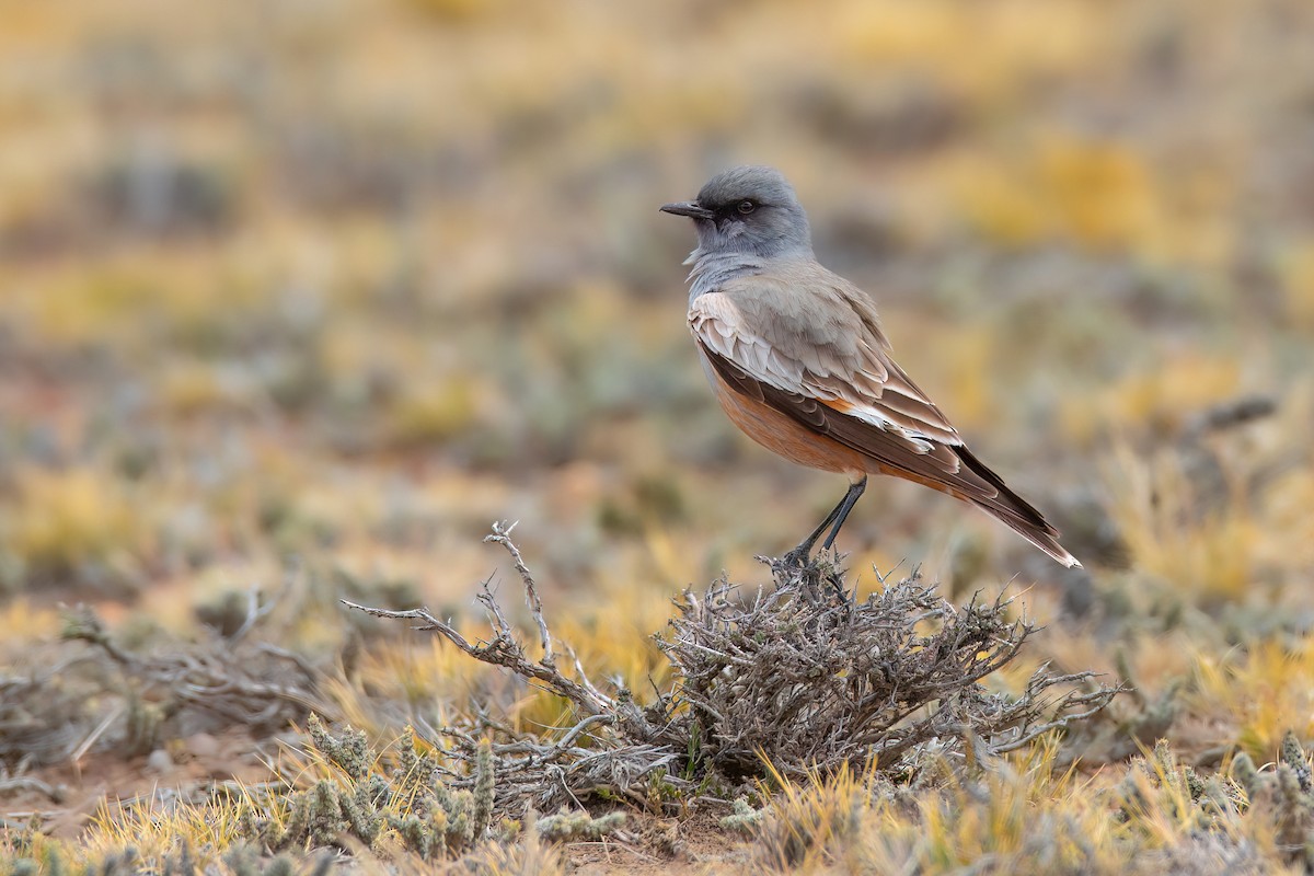 Çukulata Renkli Tiran - ML551480951