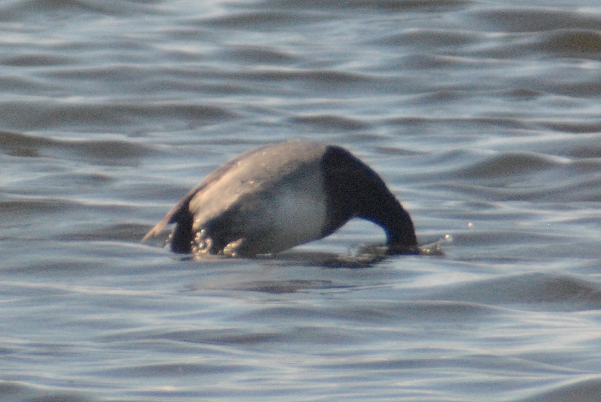 Greater Scaup - Sean Cozart