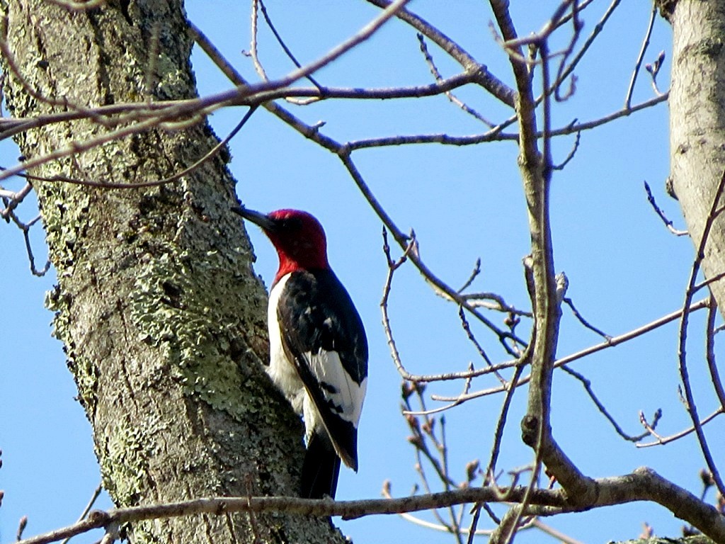 Red-headed Woodpecker - Mark Danforth