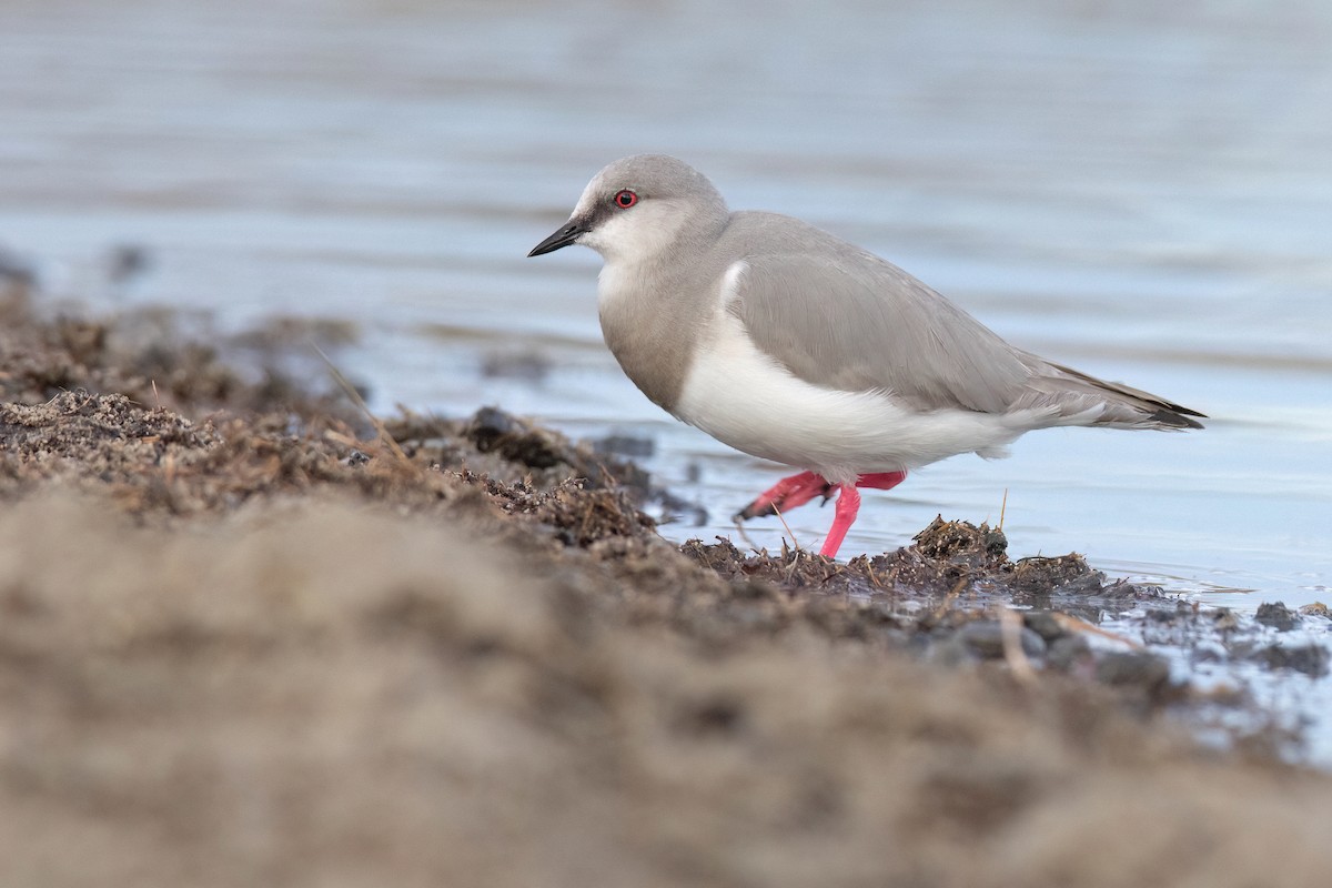 Magellanic Plover - ML551481781