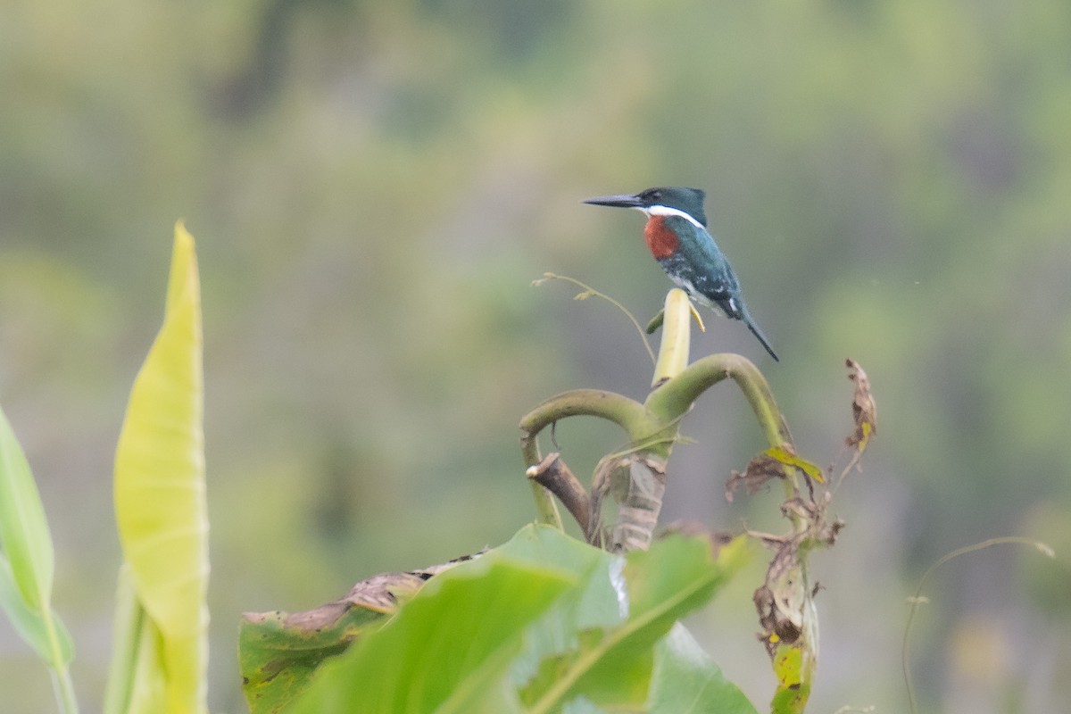 Green Kingfisher - ML551481921