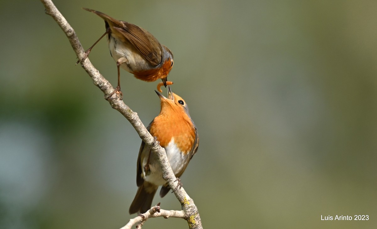 European Robin - Luis Arinto