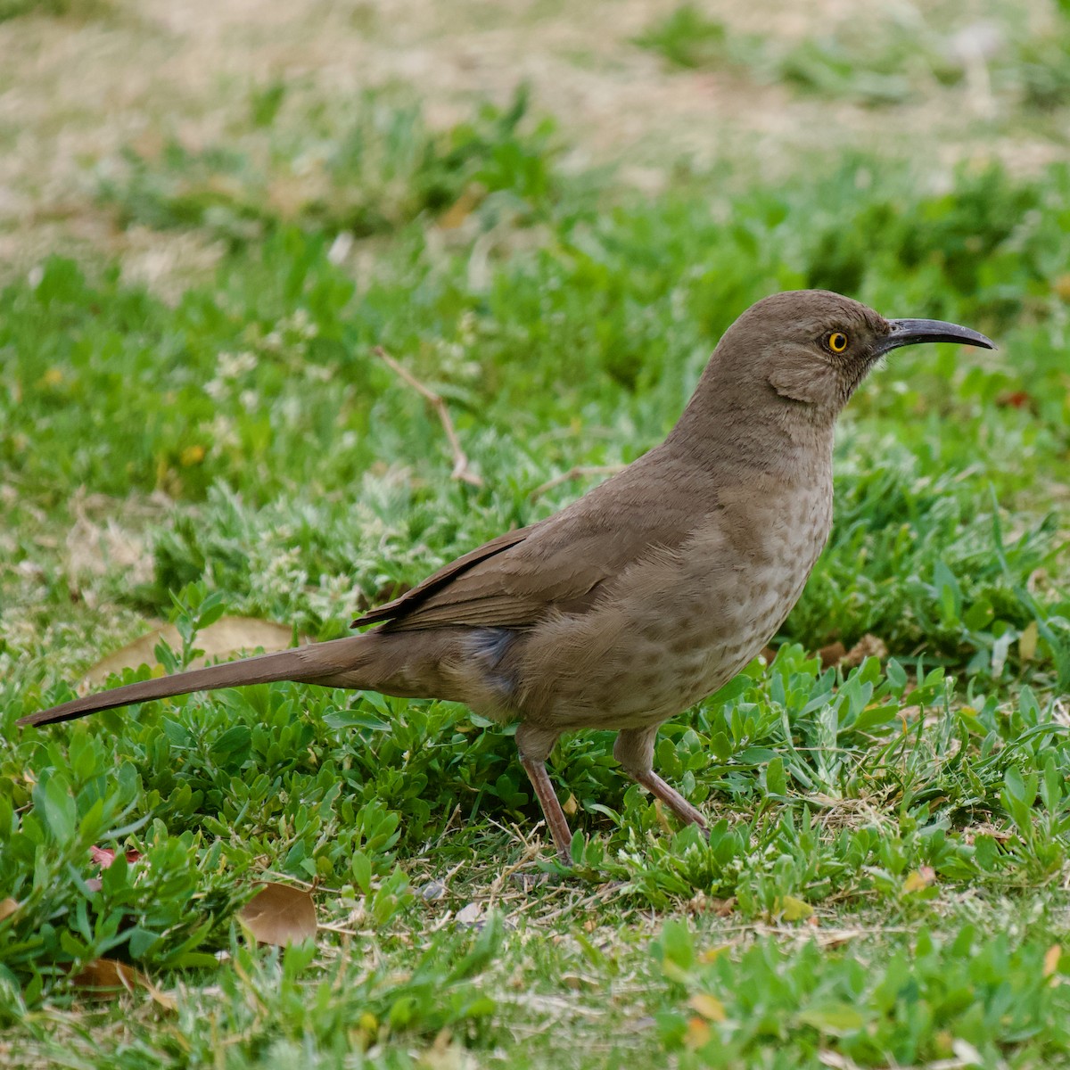 Curve-billed Thrasher - ML551482551