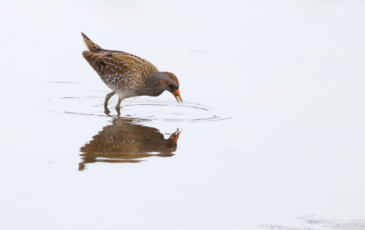 Spotted Crake - ML551482991