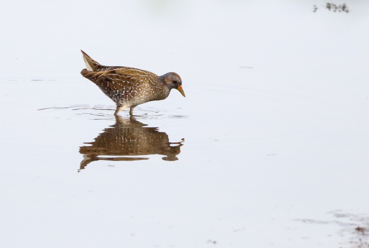 Spotted Crake - ML551483001