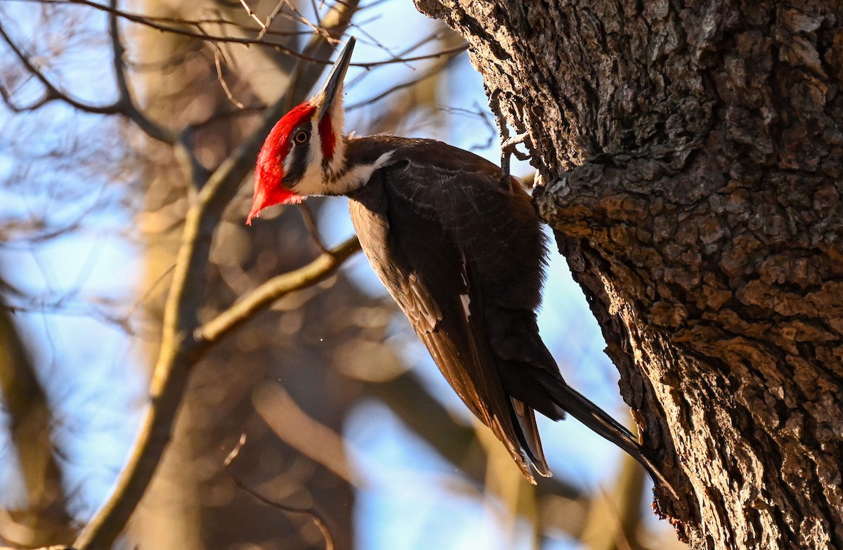 Pileated Woodpecker - Sanford Sorkin