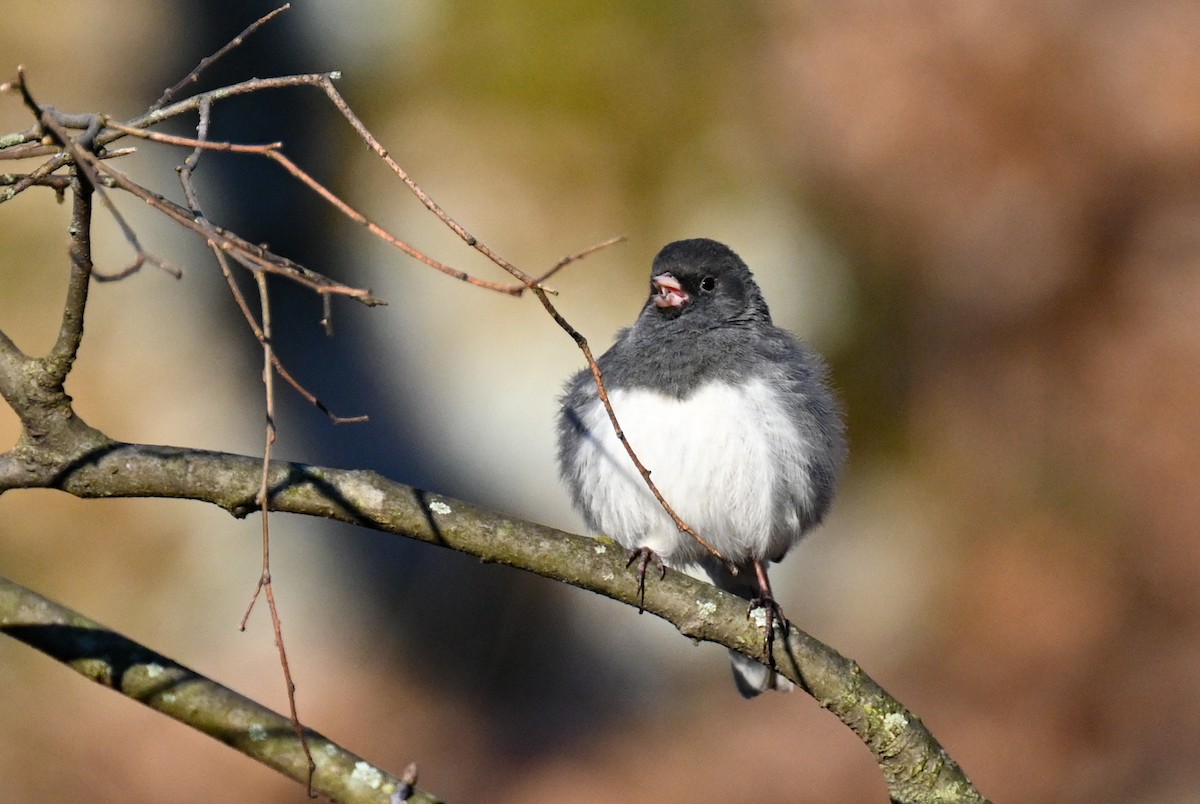 Junco ardoisé - ML551483961