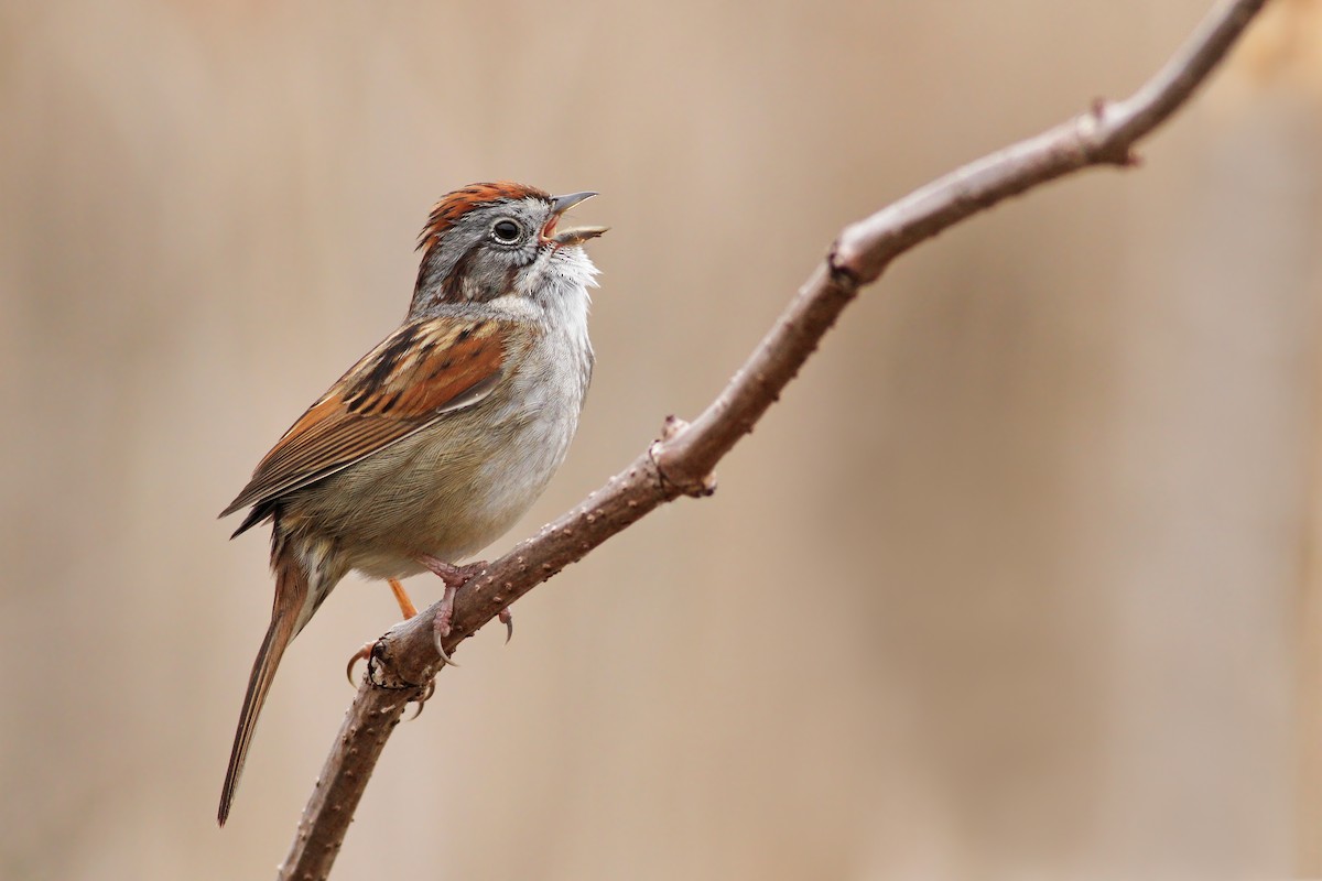 Swamp Sparrow - Evan Lipton
