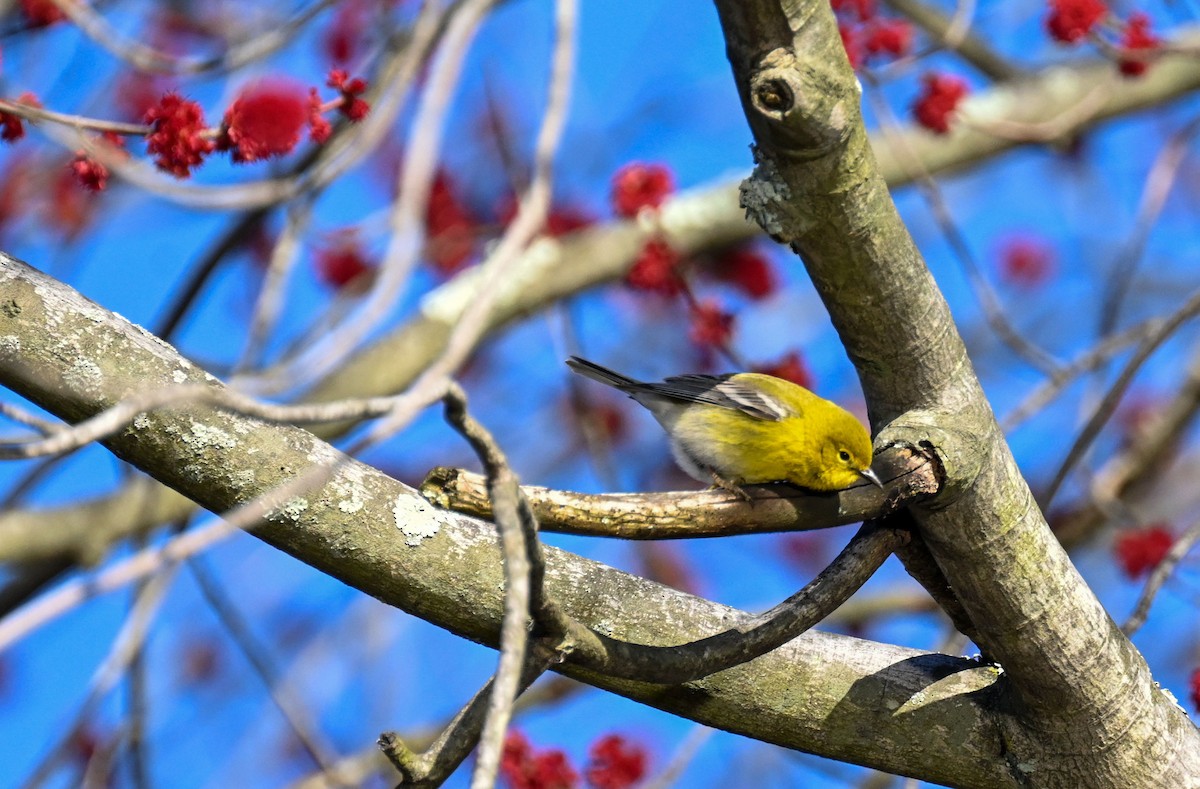 Pine Warbler - Sanford Sorkin