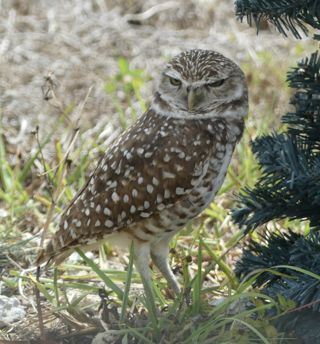 Burrowing Owl - ML551485191