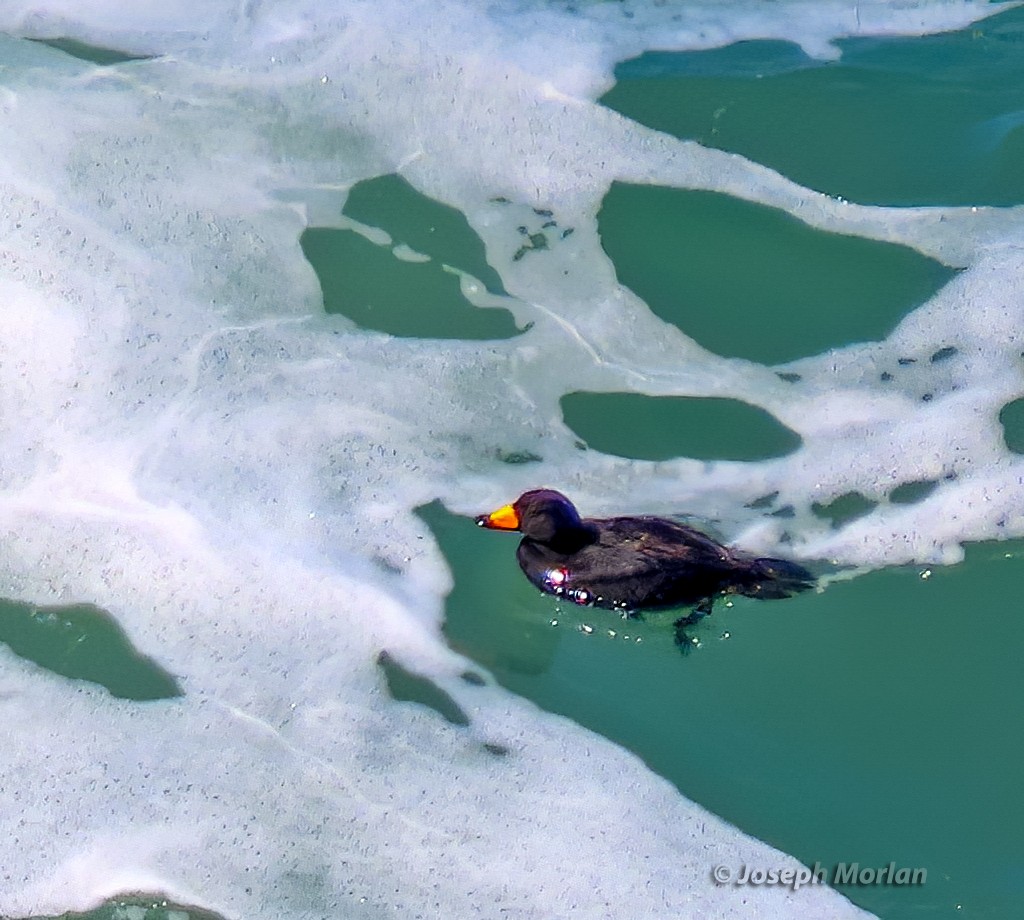 Black Scoter - Joseph Morlan