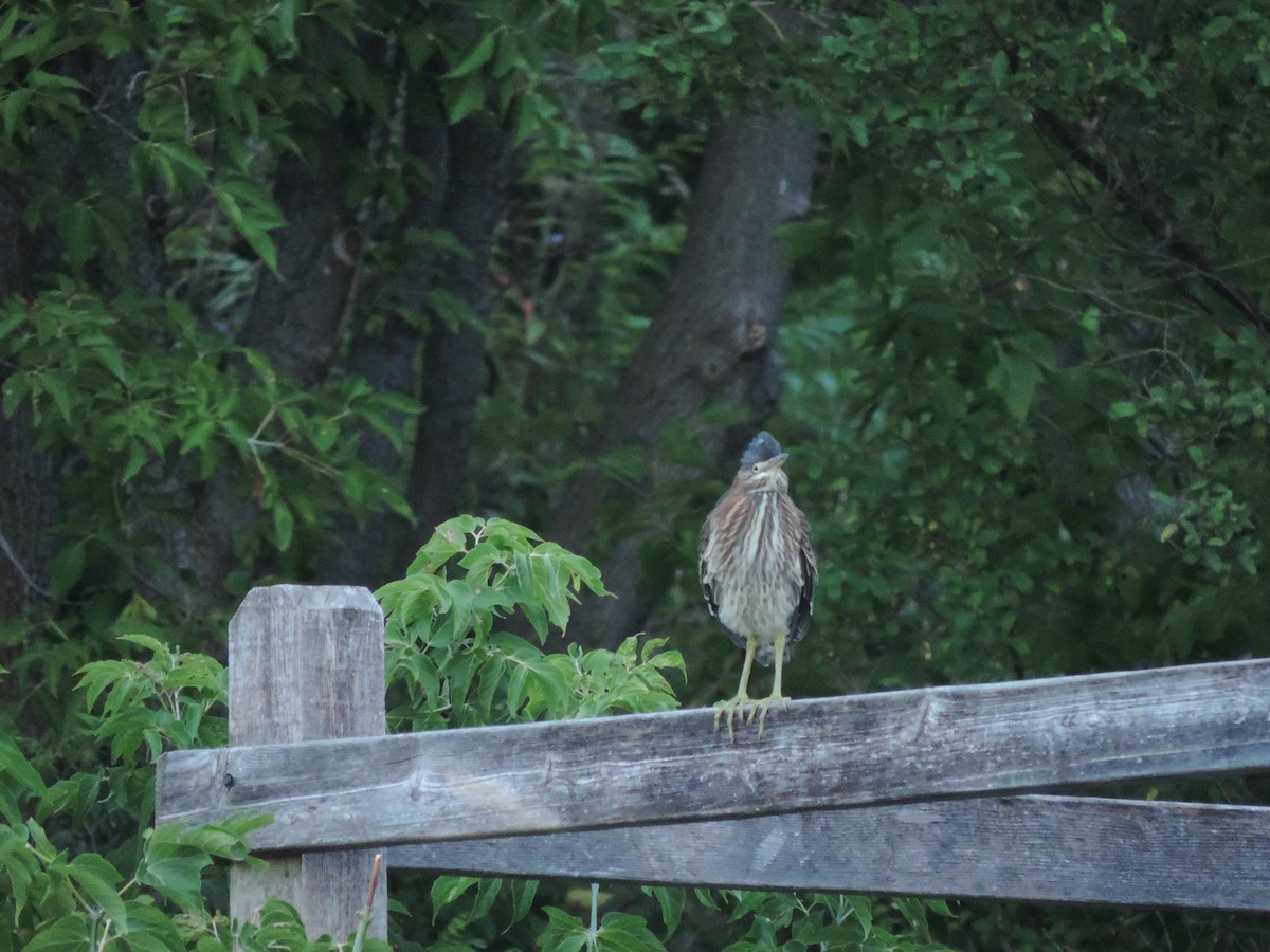 Green Heron - John McKay