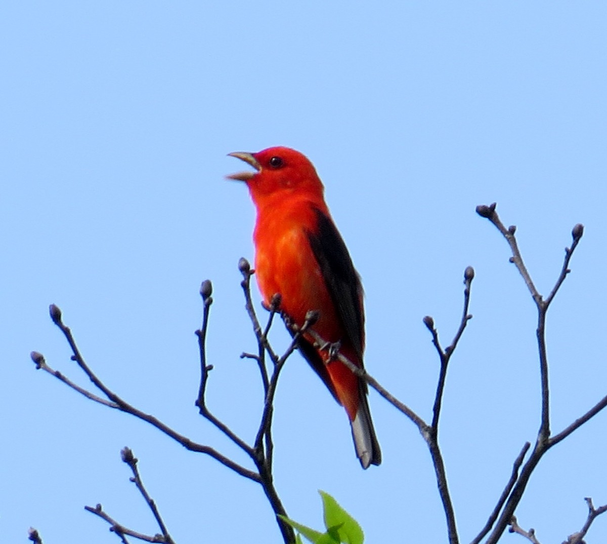 Scarlet Tanager - Cody Allen