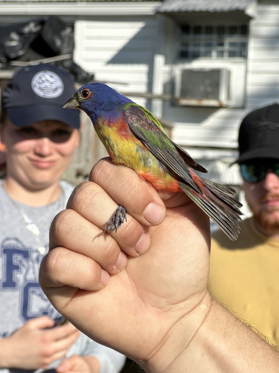 Painted Bunting - ML551486741