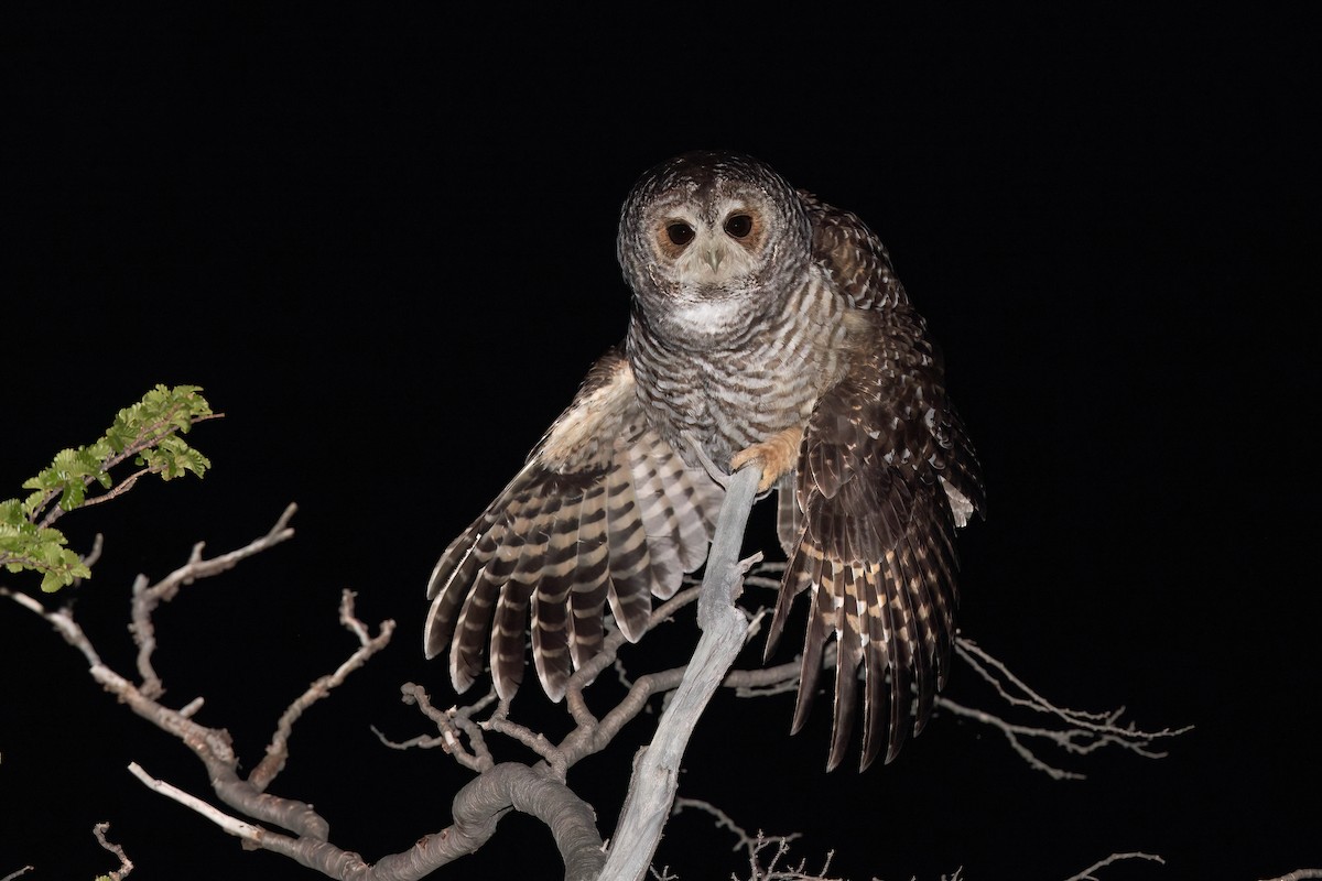 Rufous-legged Owl - ML551487171