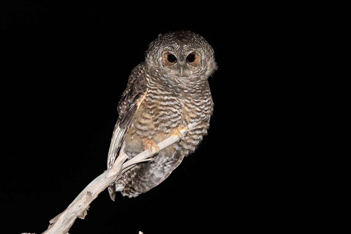 Rufous-legged Owl - ML551487181