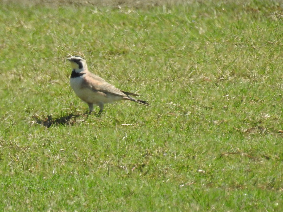 Horned Lark - ML551488141