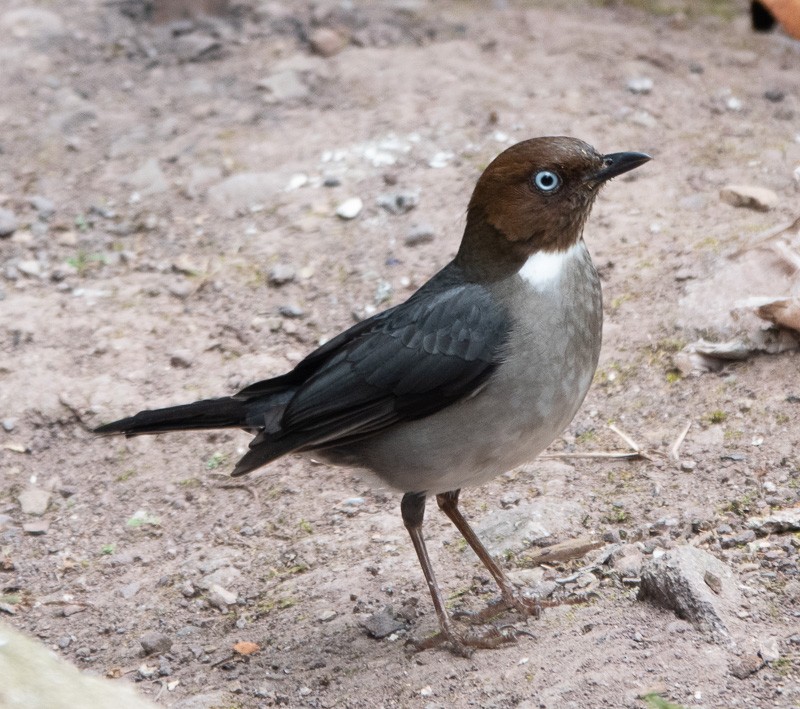 White-eyed Thrush - Lynne Hertzog