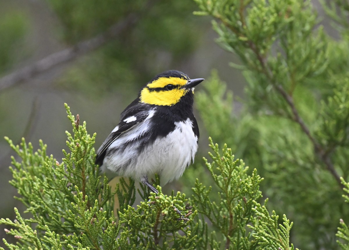 Golden-cheeked Warbler - Buzz Scher