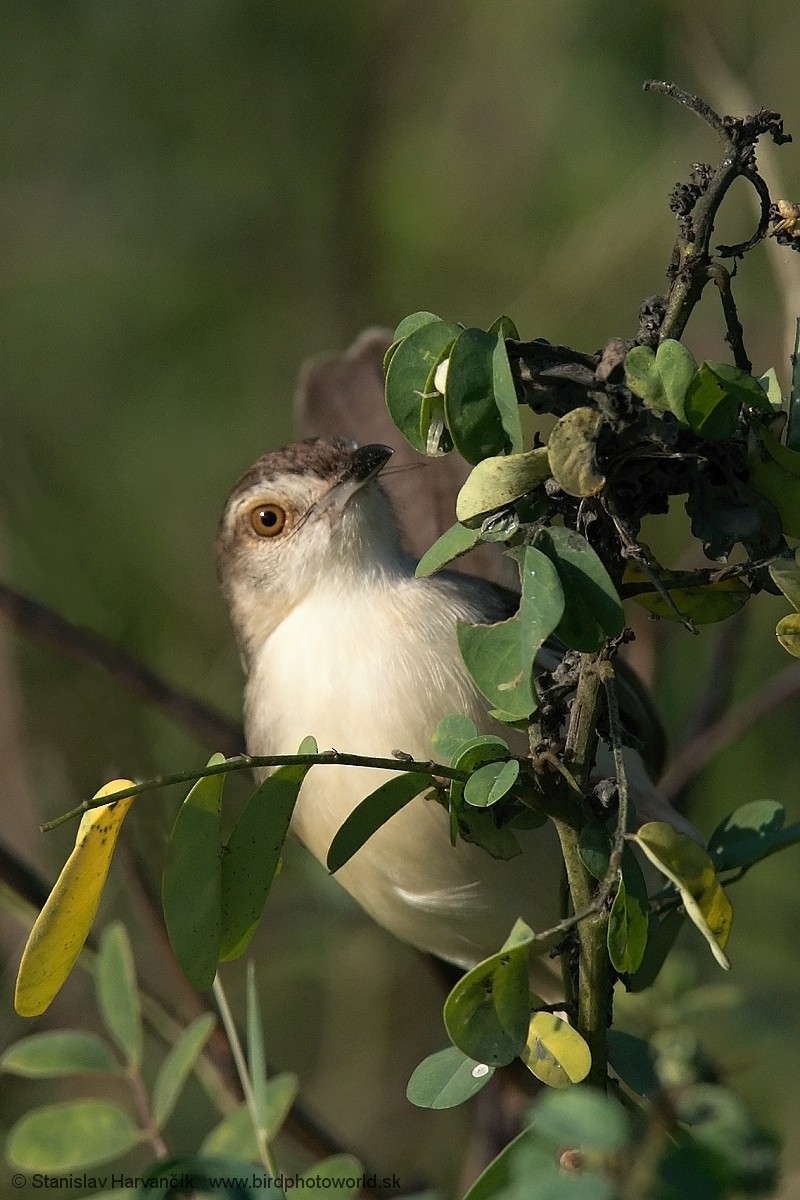 Plain Prinia - ML551490291