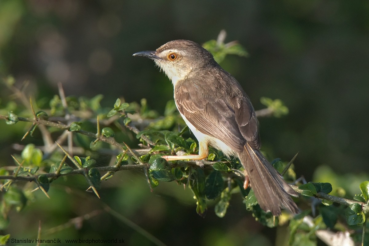 Plain Prinia - ML551490331