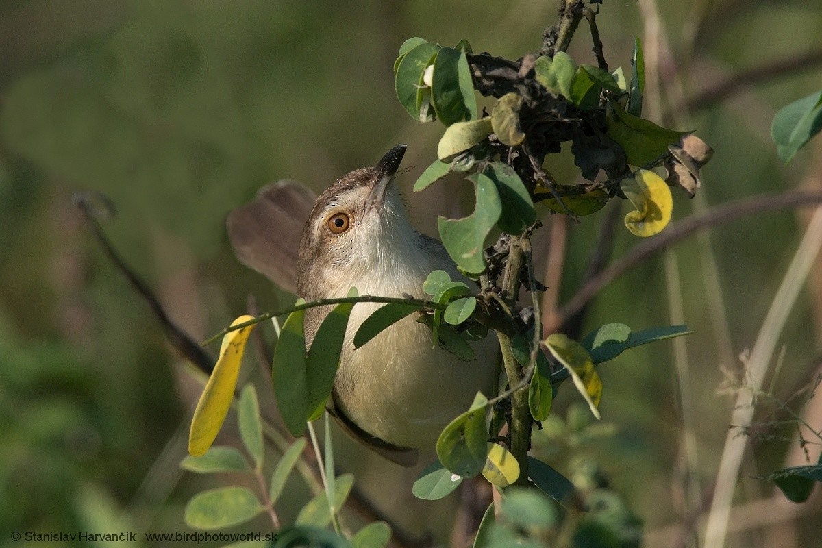 Plain Prinia - ML551490841