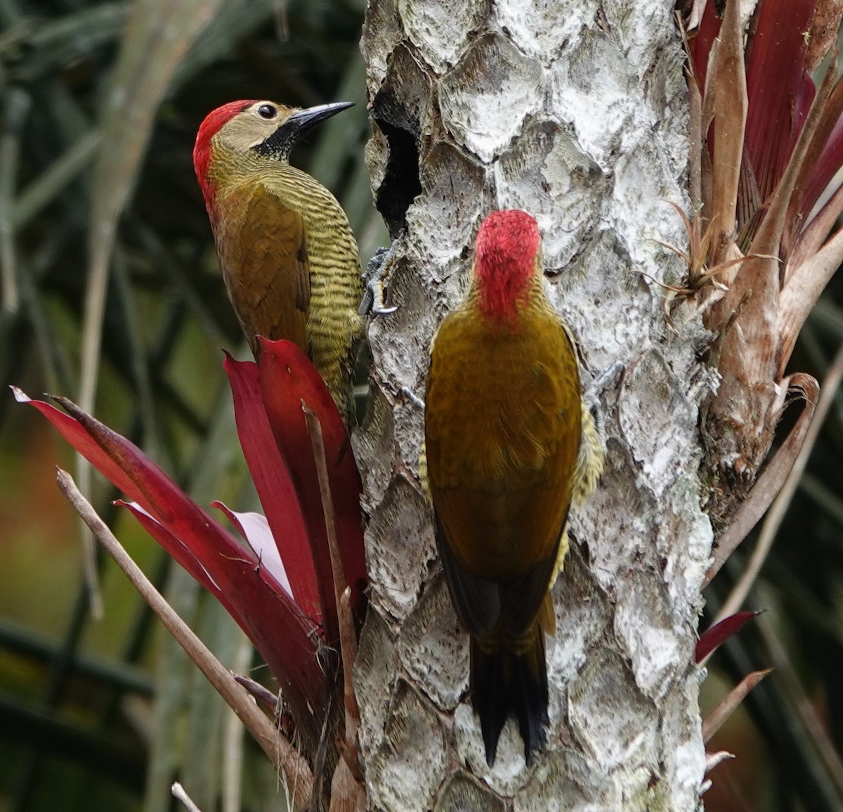 Golden-olive Woodpecker - ML551491531