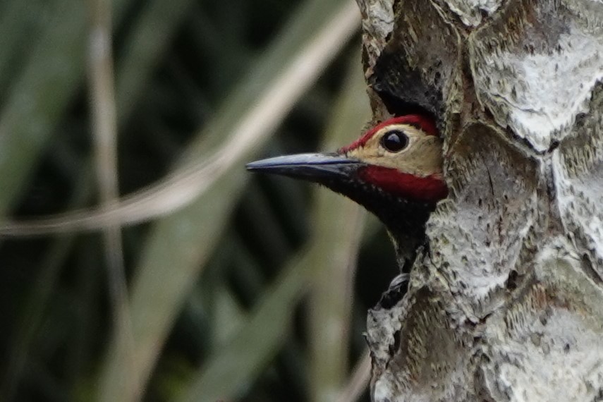 Golden-olive Woodpecker - ML551491541