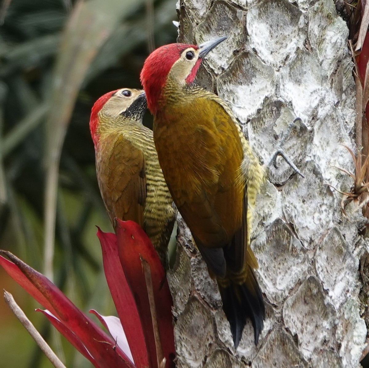 Golden-olive Woodpecker - ML551491551