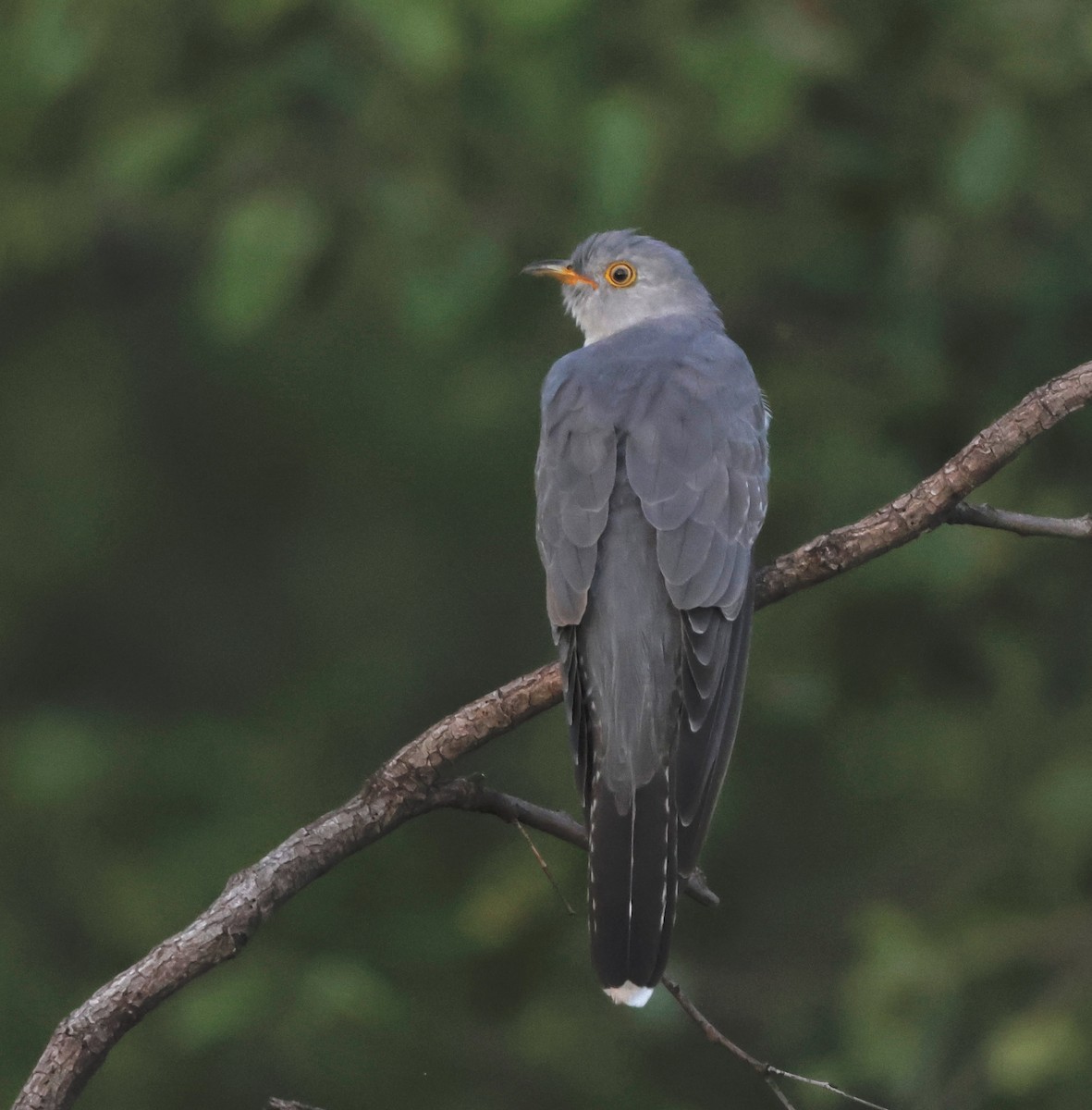 African Cuckoo - ML551492521