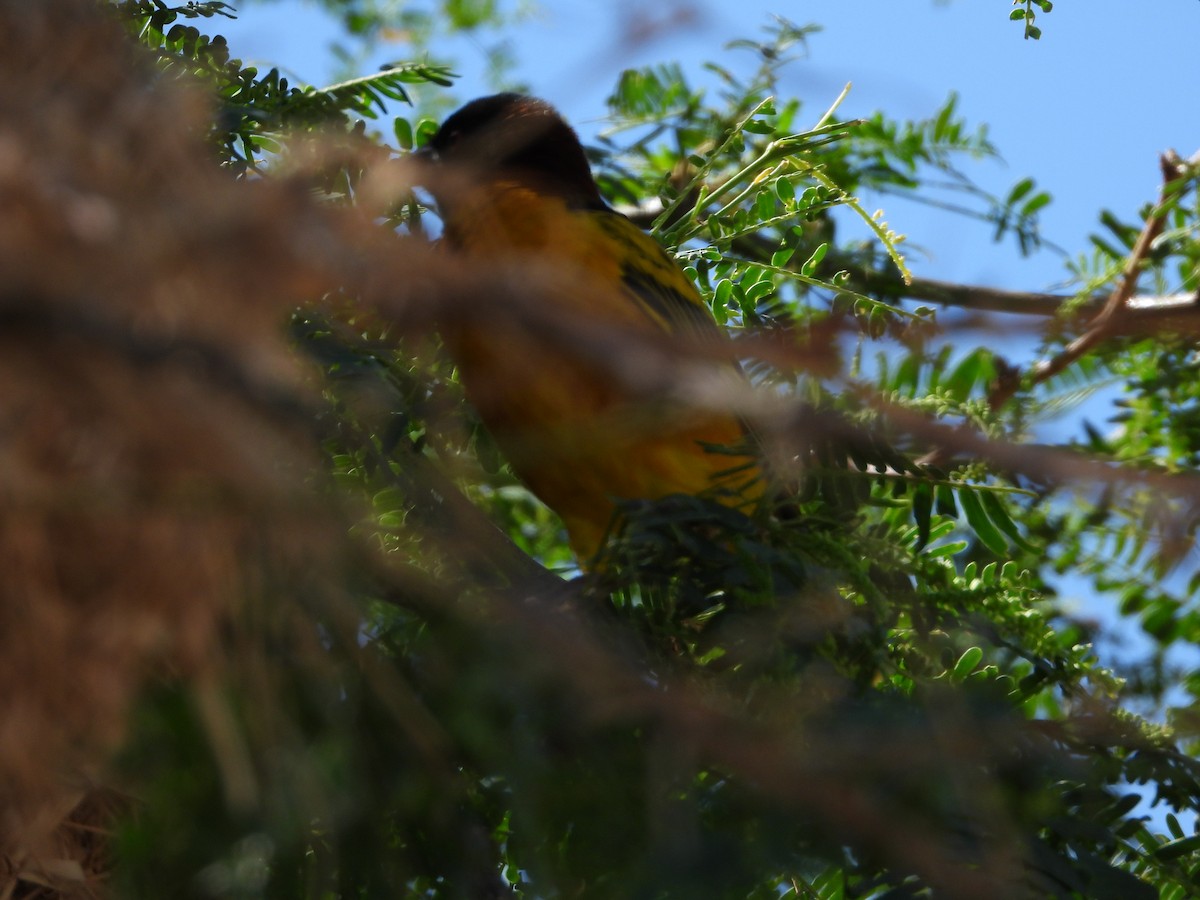 Village Weaver - Elizabeth Irwin