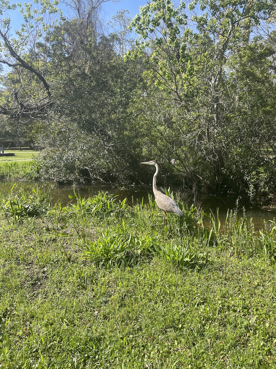 Great Blue Heron - ML551493471