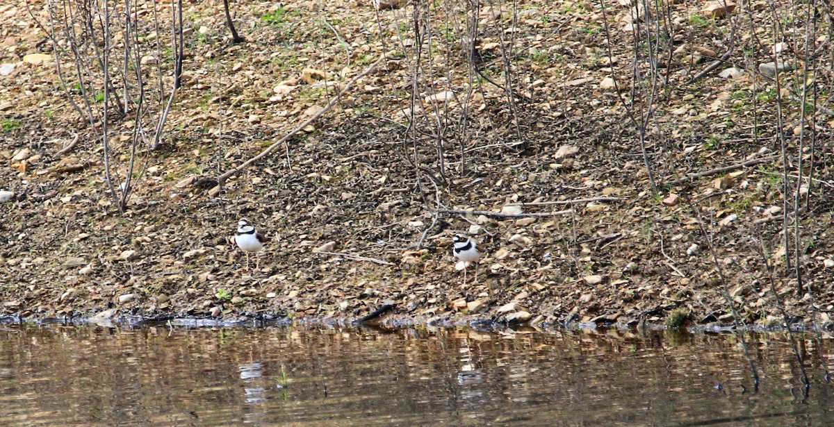 Little Ringed Plover - ML551495951