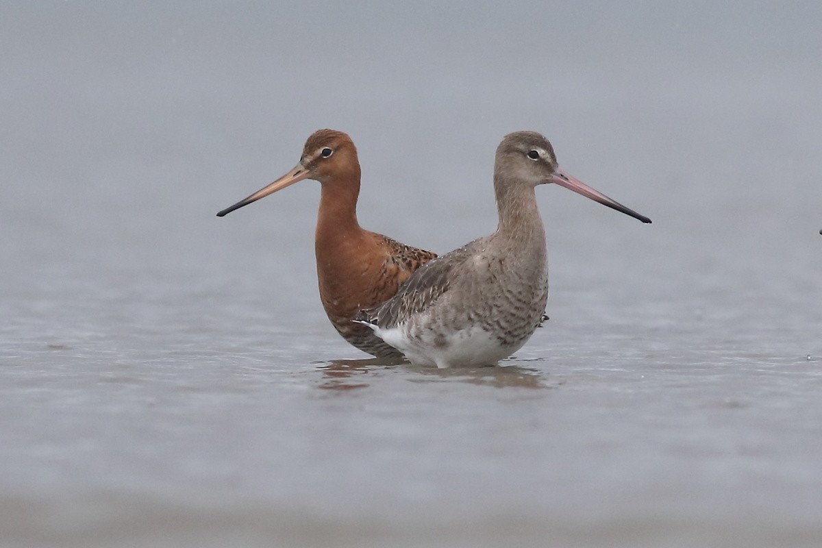 Bar-tailed Godwit - Grzegorz Burkowski