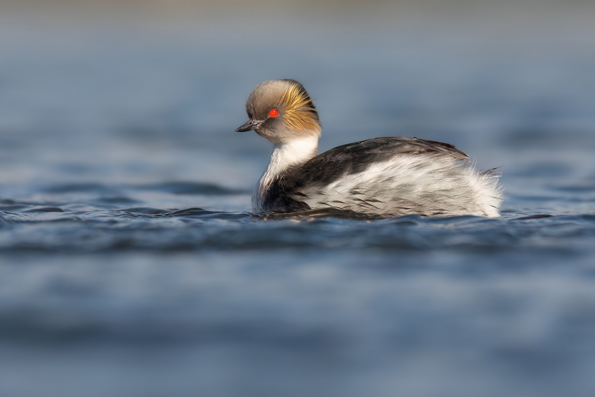 Silvery Grebe - Chris Venetz | Ornis Birding Expeditions