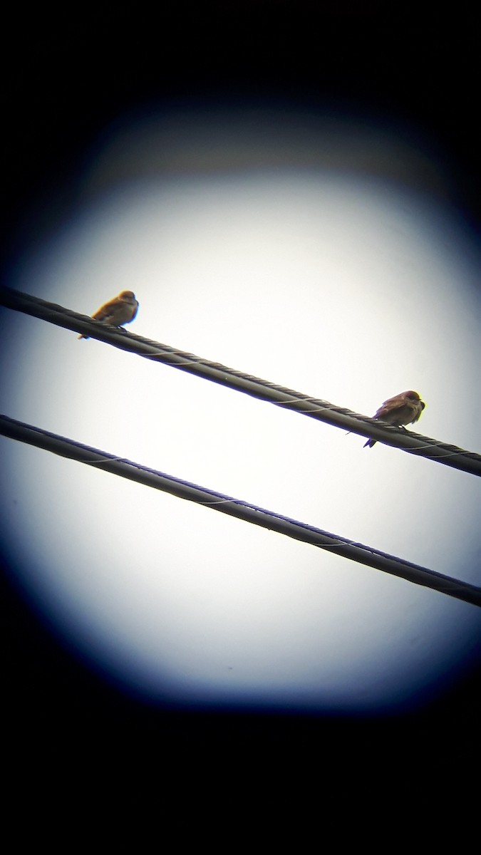 Northern Rough-winged Swallow - Patrick Laniel
