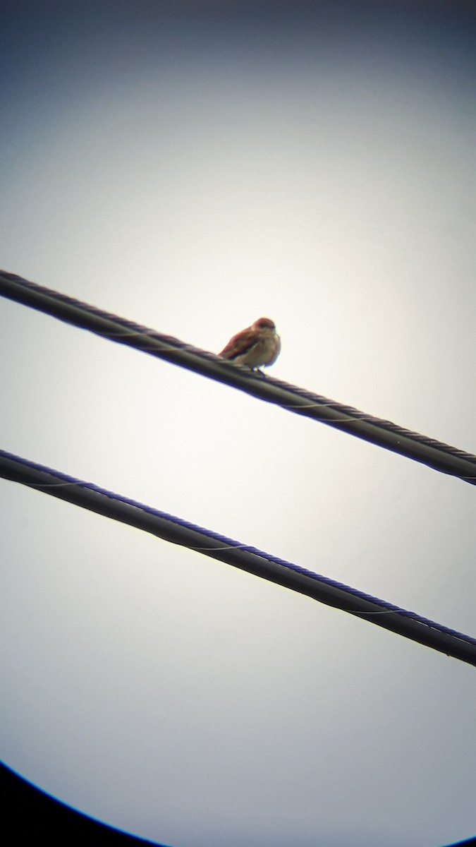 Northern Rough-winged Swallow - Patrick Laniel
