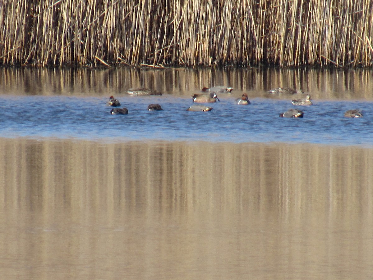 Blue-winged Teal - ML551499991
