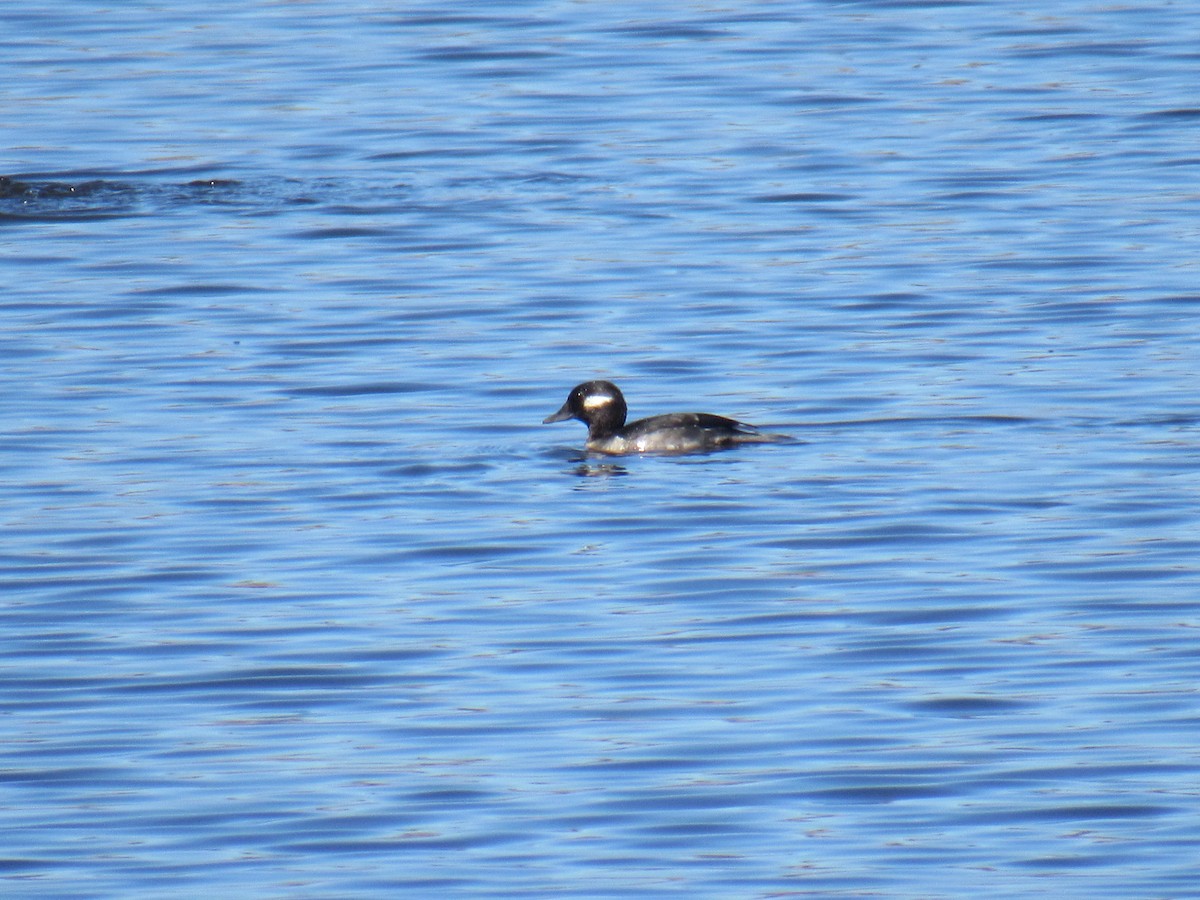 Bufflehead - ML551500191
