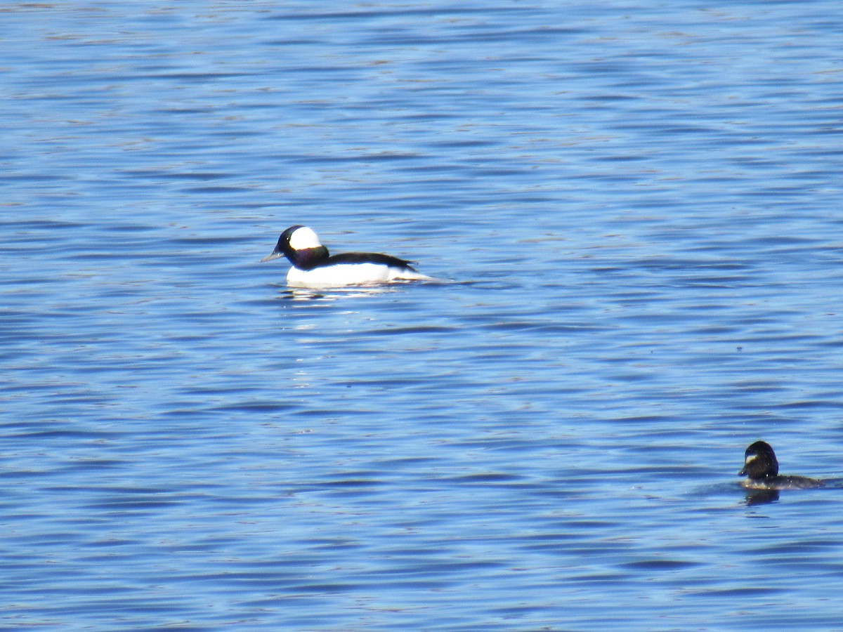 Bufflehead - ML551500201