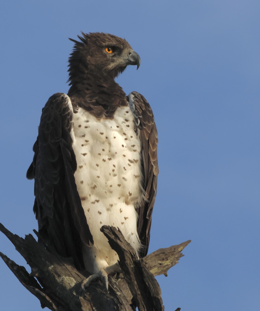 Martial Eagle - ML551500641